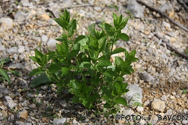 Mercurialis ovata