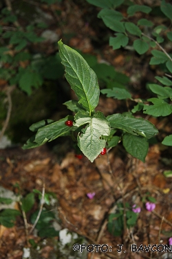 Mercurialis perennis