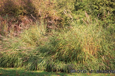 Miscanthus sinensis