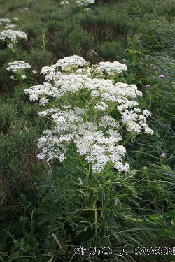 Molopospermum peloponnesiacum