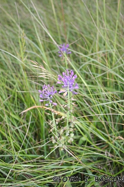 Muscari comosum