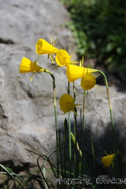 Narcissus bulbocodium