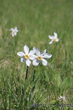 Narcissus poeticus subsp. radiiflorus