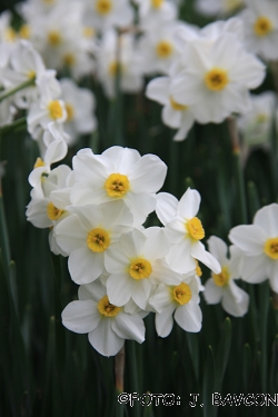 Narcissus tazetta subsp. tazetta