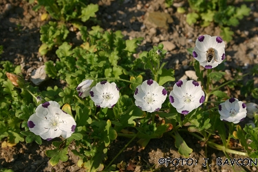 Nemophila maculata