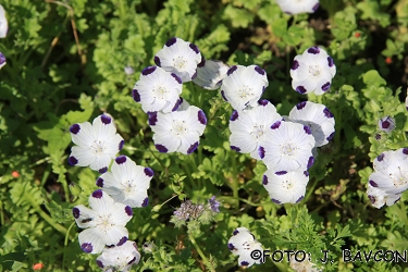 Nemophila menziesii