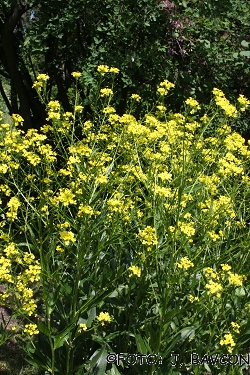 Neslia paniculata