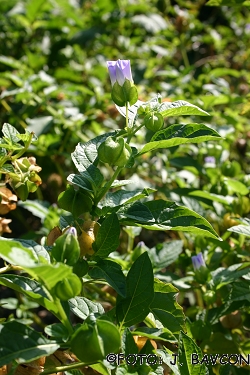 Nicandra physalodes