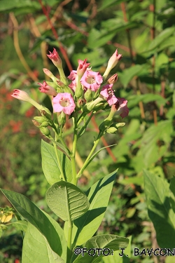 Nicotiana rustica