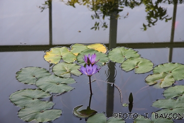 Nymphaea sp. \'King of the Blues\'