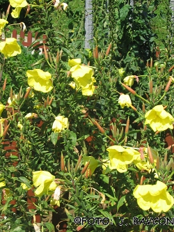 Oenothera biennis