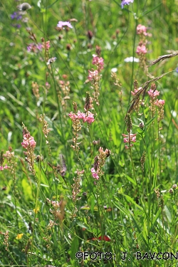 Onobrychis viciifolia