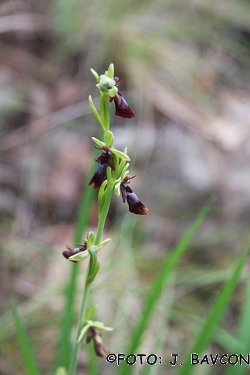 Ophrys fusca