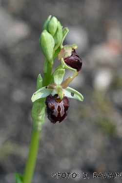 Ophrys sphegodes