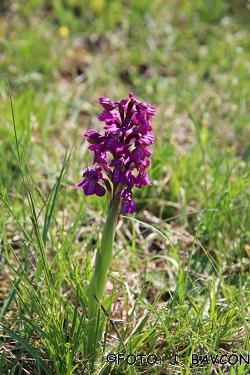 Orchis morio