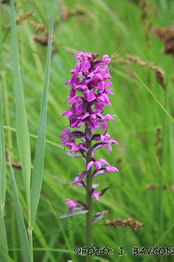 Orchis palustris