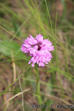 Orchis tridentata