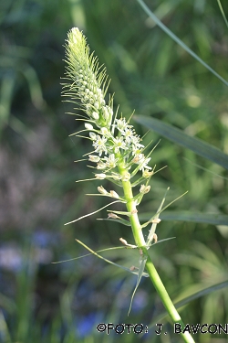 Ornithogalum caudatum