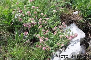 Oxytropis jacquinii