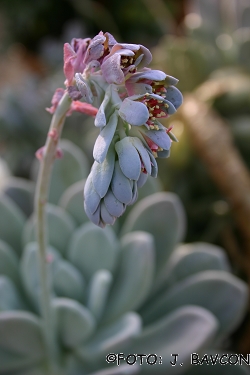 Pachyphytum bracteosum