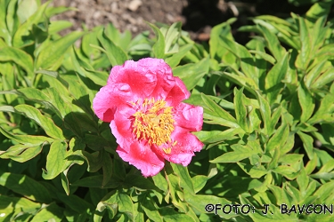 Paeonia anomala