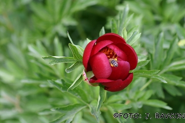 Paeonia baxteri