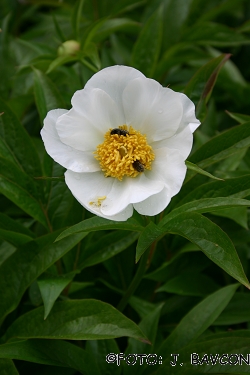 Paeonia emodi