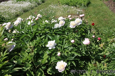 Paeonia lactiflora