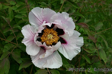 Paeonia rockii