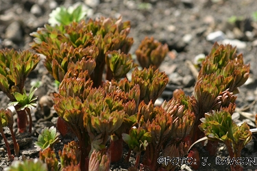 Paeonia romanica