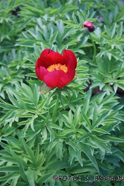 Paeonia veitchii var. beresowskii