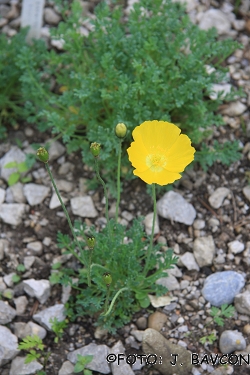 Papaver alpinum subsp. victoris