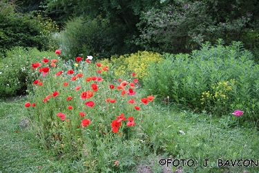 Papaver rhoeas