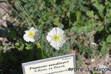 Papaver sendtneri