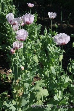 Papaver somniferum