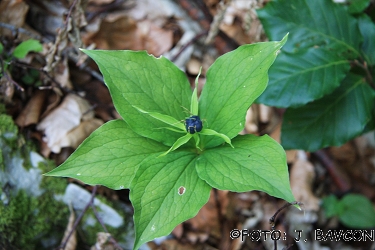 Paris quadrifolia