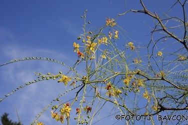 Parkinsonia aculeata