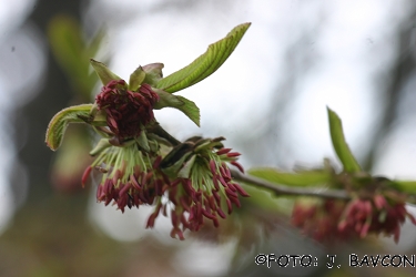 Parrotia persica