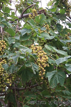 Paulownia tomentosa