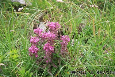 Pedicularis verticillata