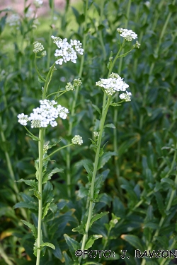 Peltaria alliacea 