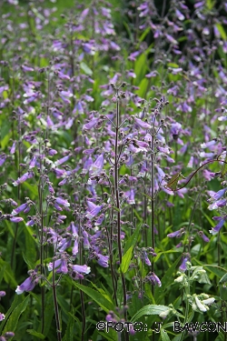 Penstemon hirsutus