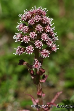 Petasites hybridus