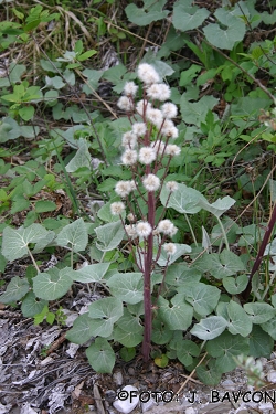 Petasites paradoxus