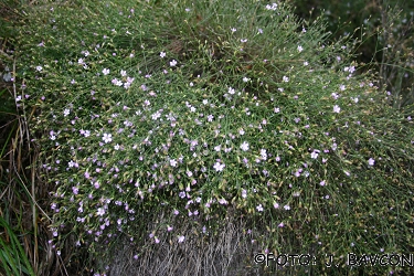 Petrorhagia saxifraga