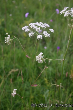 Peucedanum oreoselinum