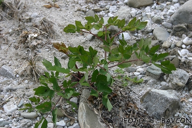 Peucedanum verticillare