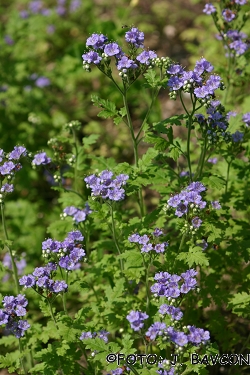 Phacelia congesta