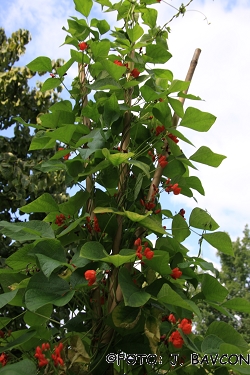 Phaseolus coccineus