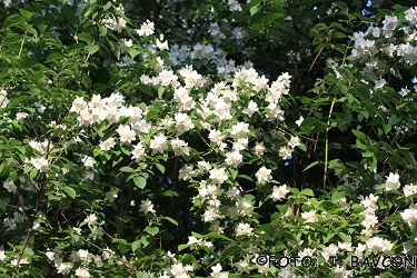 Philadelphus coronarius